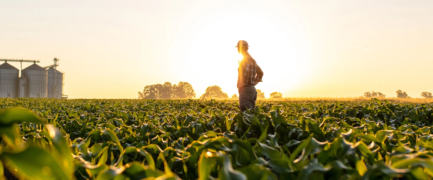 Farmers inspecting crops with grain silos in the background at sunset