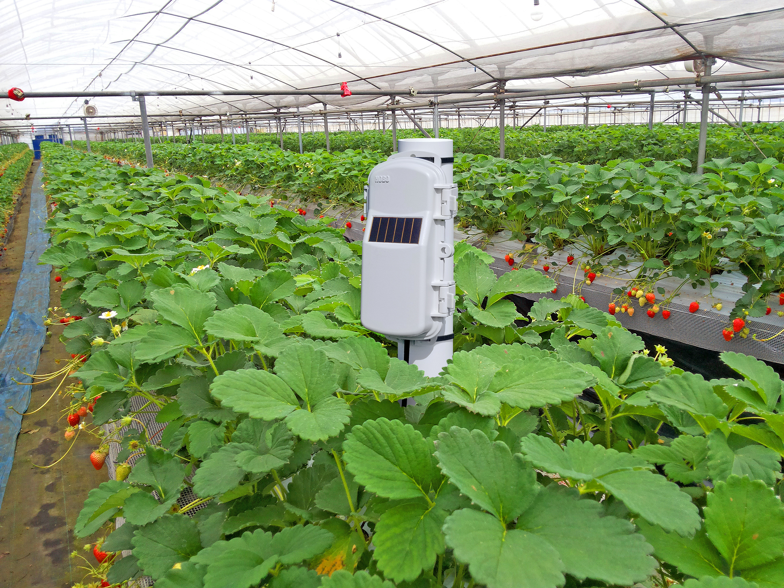 HOBO-HOBOnet-Wireless-Monitoring-System-greenhouse-3.jpg