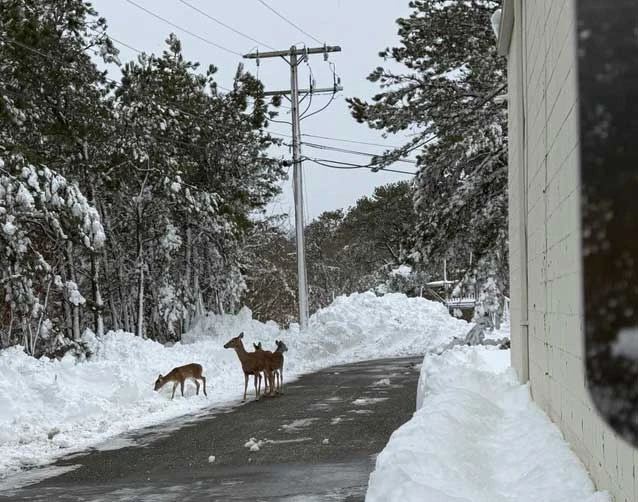 Onset HQ Blizzard 2026