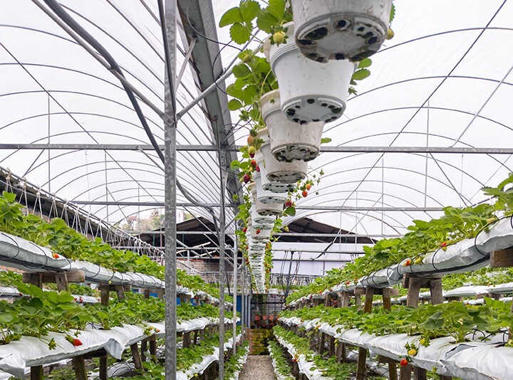 cropped vertical rows greenhouse